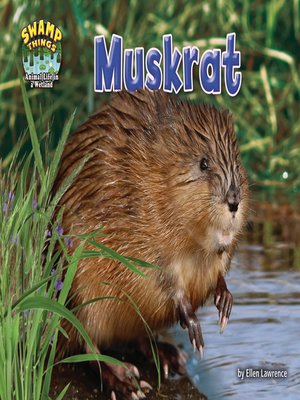 cover image of Muskrat